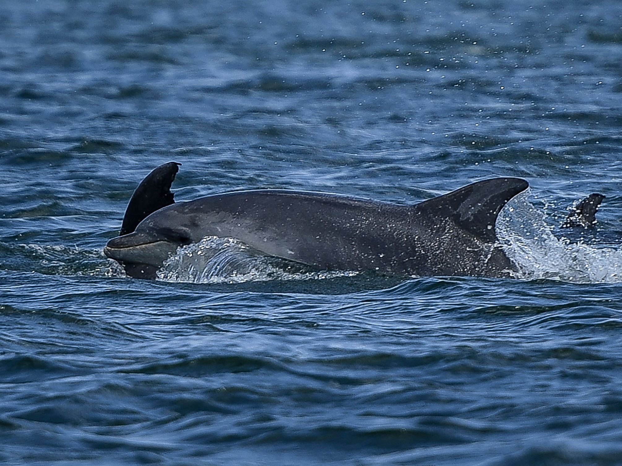 Ein kleiner Baby-Delfin konnte gerettet werden.