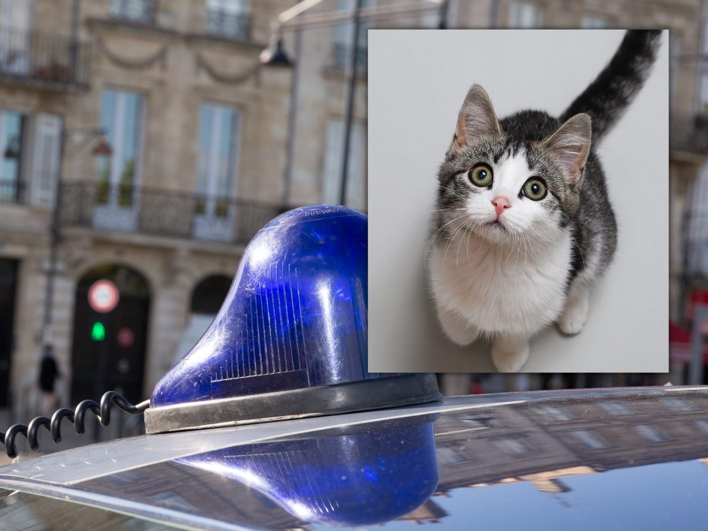 Eine Katze rettete ihrem Besitzer das Leben.