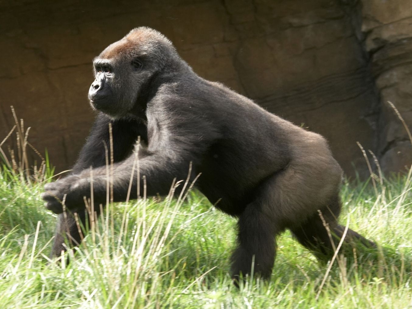 Die Gorillas suchen sich schnell einen Unterschlupf.