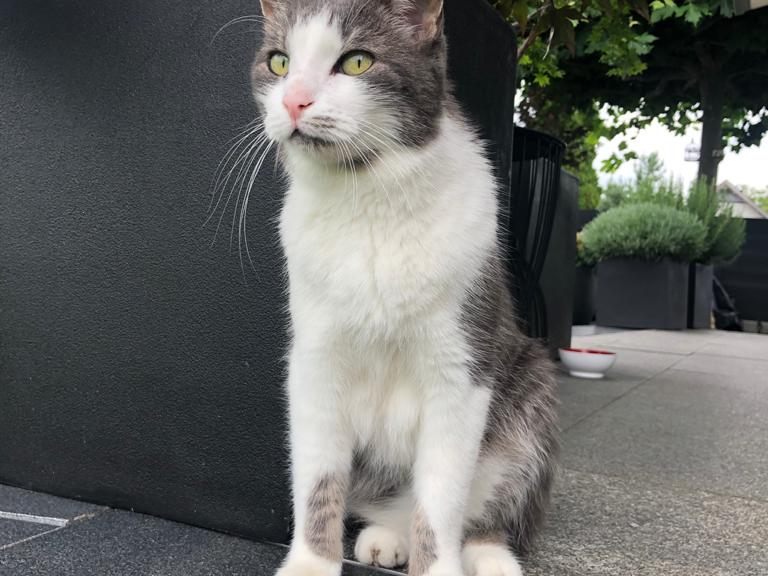 Zutrauliche grau-weiße Katze