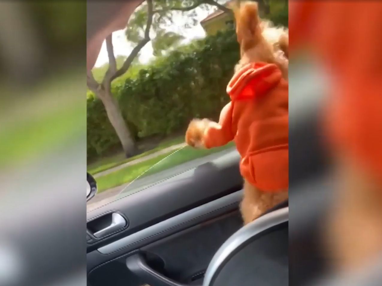 Der Hund habe den Unfall unversehrt überstanden.