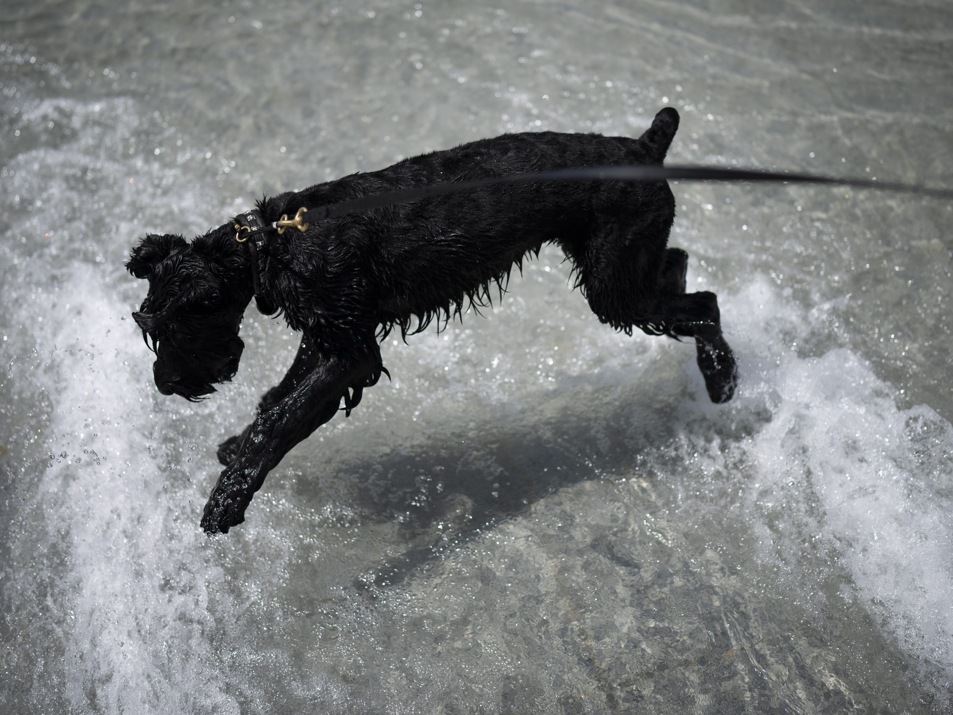 Êin kleiner Hund wird zum Lebensretter.