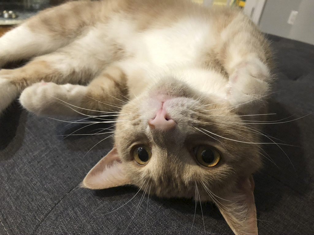 Da staunte ein Paar aus Thailand nicht schlecht, als ihre Katze plötzlich durch die Decke kam.