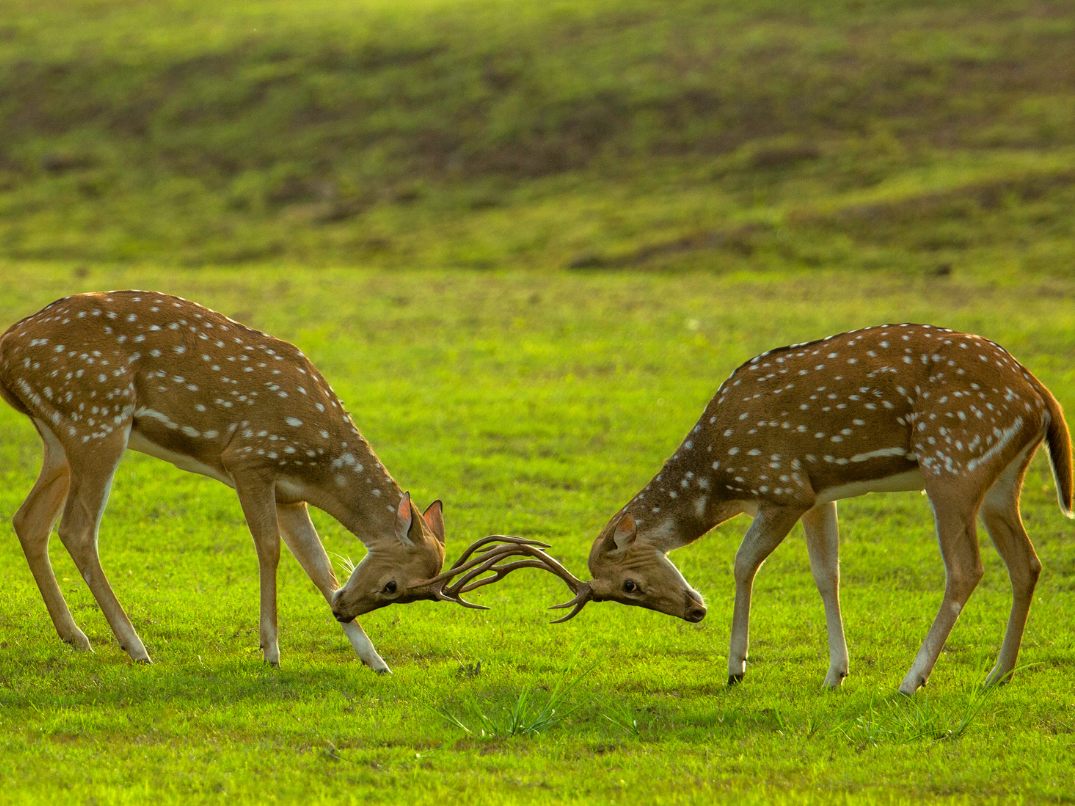 Diese zwei Rehe streiten um das Futter.