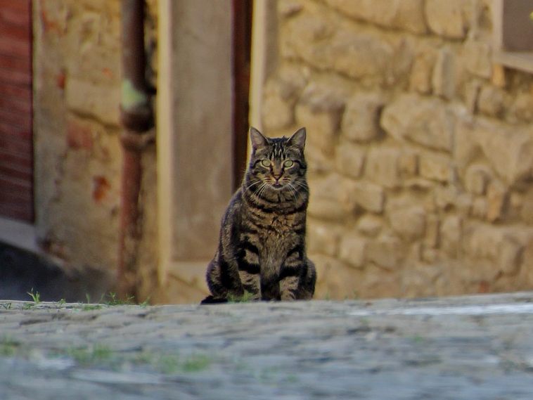 Katzen und Hunde sollte man nicht füttern - egal, wie gut es gemeint ist