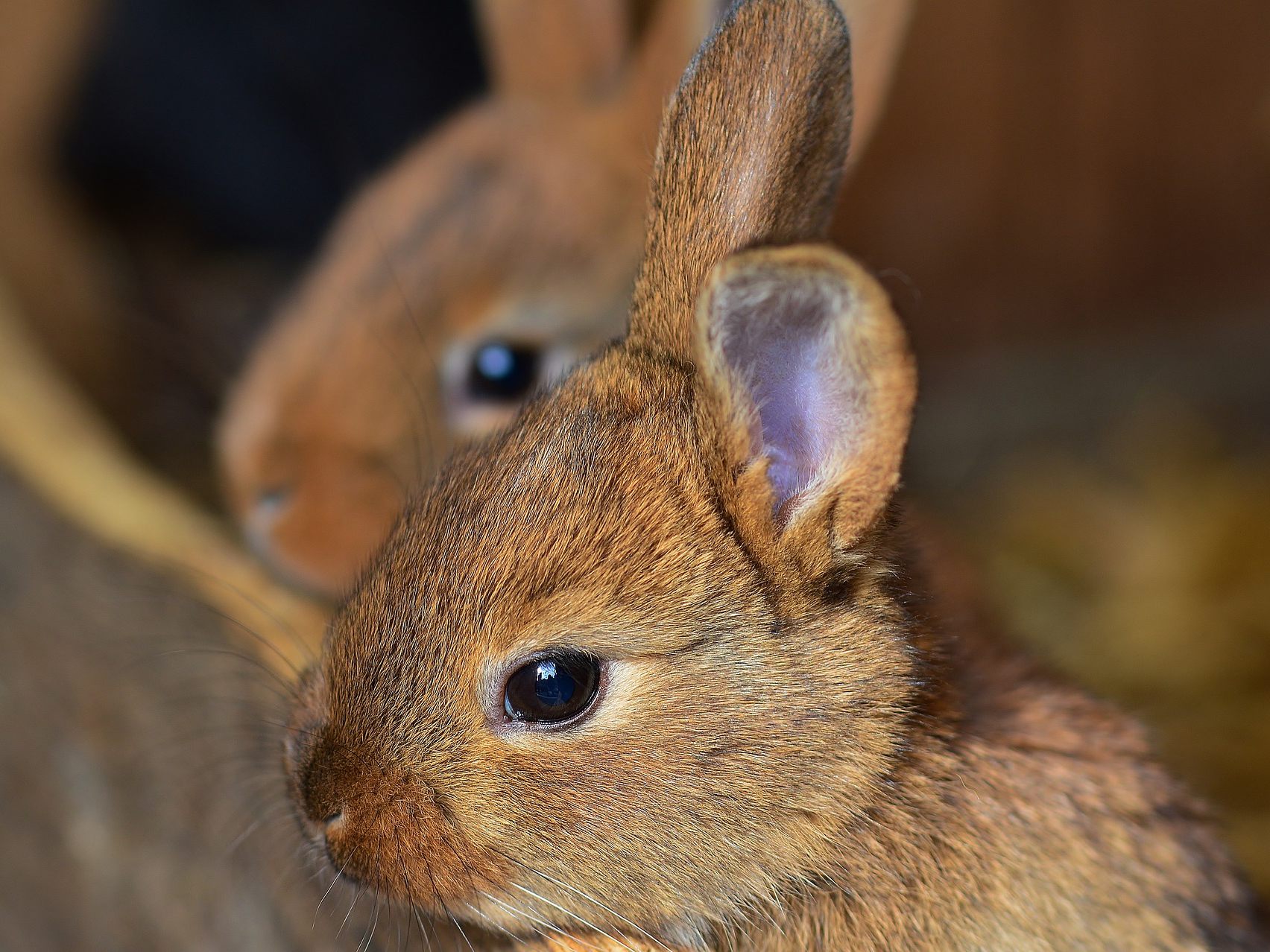 Die Kaninchenfamilie ist wohlauf.