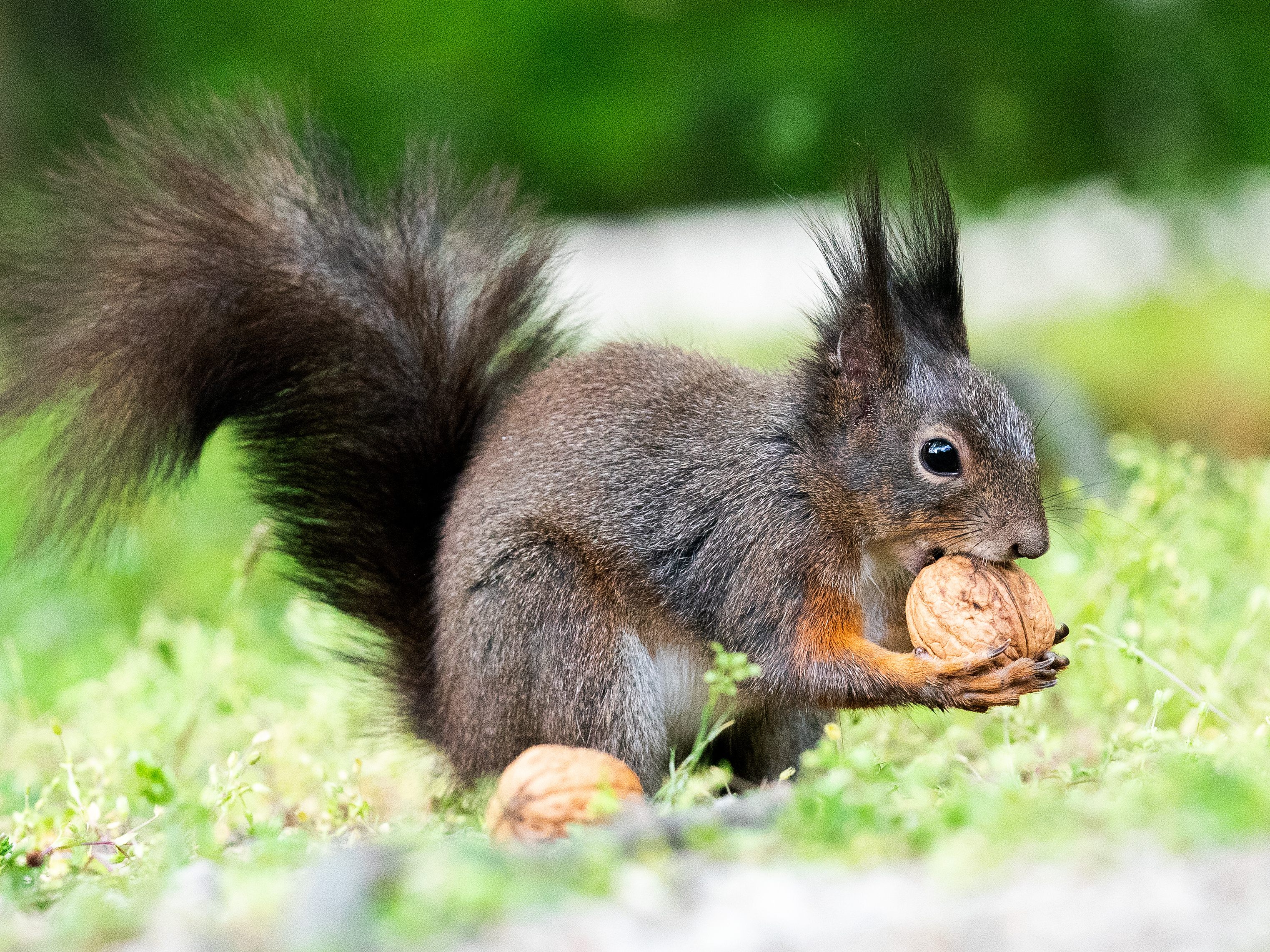 Eichhörnchen sammelt Walnuss-Vorrat