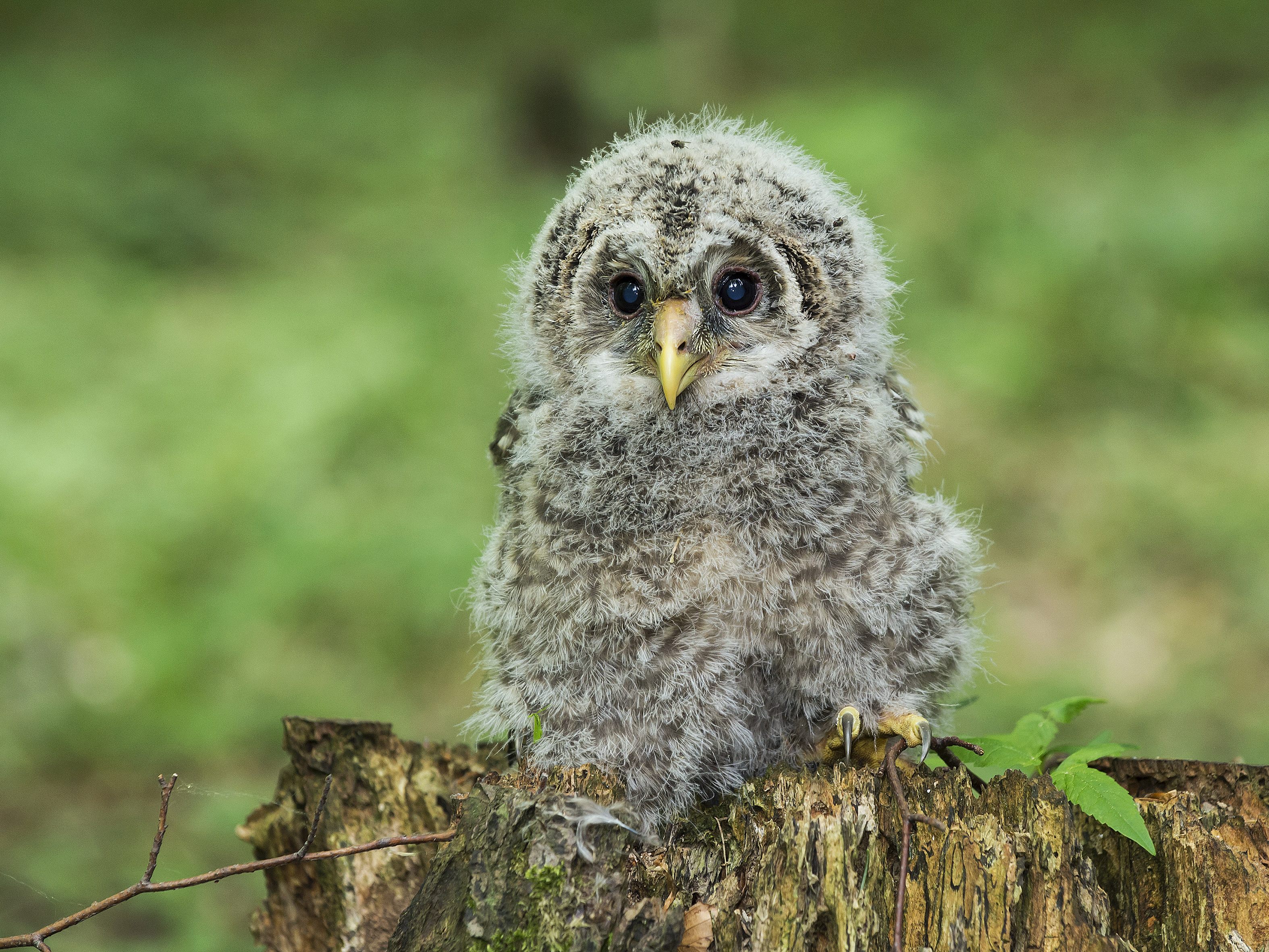 In zehn Jahren wurden 140 Vögel im Wiener Anteil des Wienerwalds freigelassen - nun sind die Haichtskäuze erfolgreich wiederangesiedelt In zehn Jahren wurden 140 Vögel im Wiener Anteil des Wienerwalds freigelassen - nun sind die Haichtskäuze erfolgreich wiederangesiedelt
