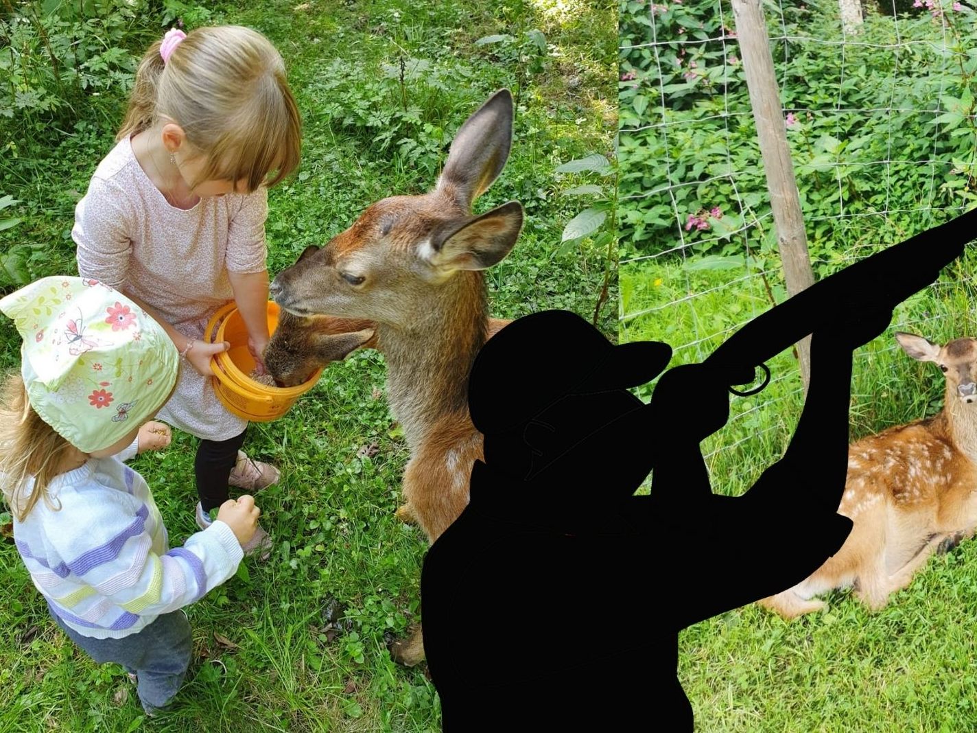 Ein Jäger erschoss zwei zahme Tiere in einem Gehege.