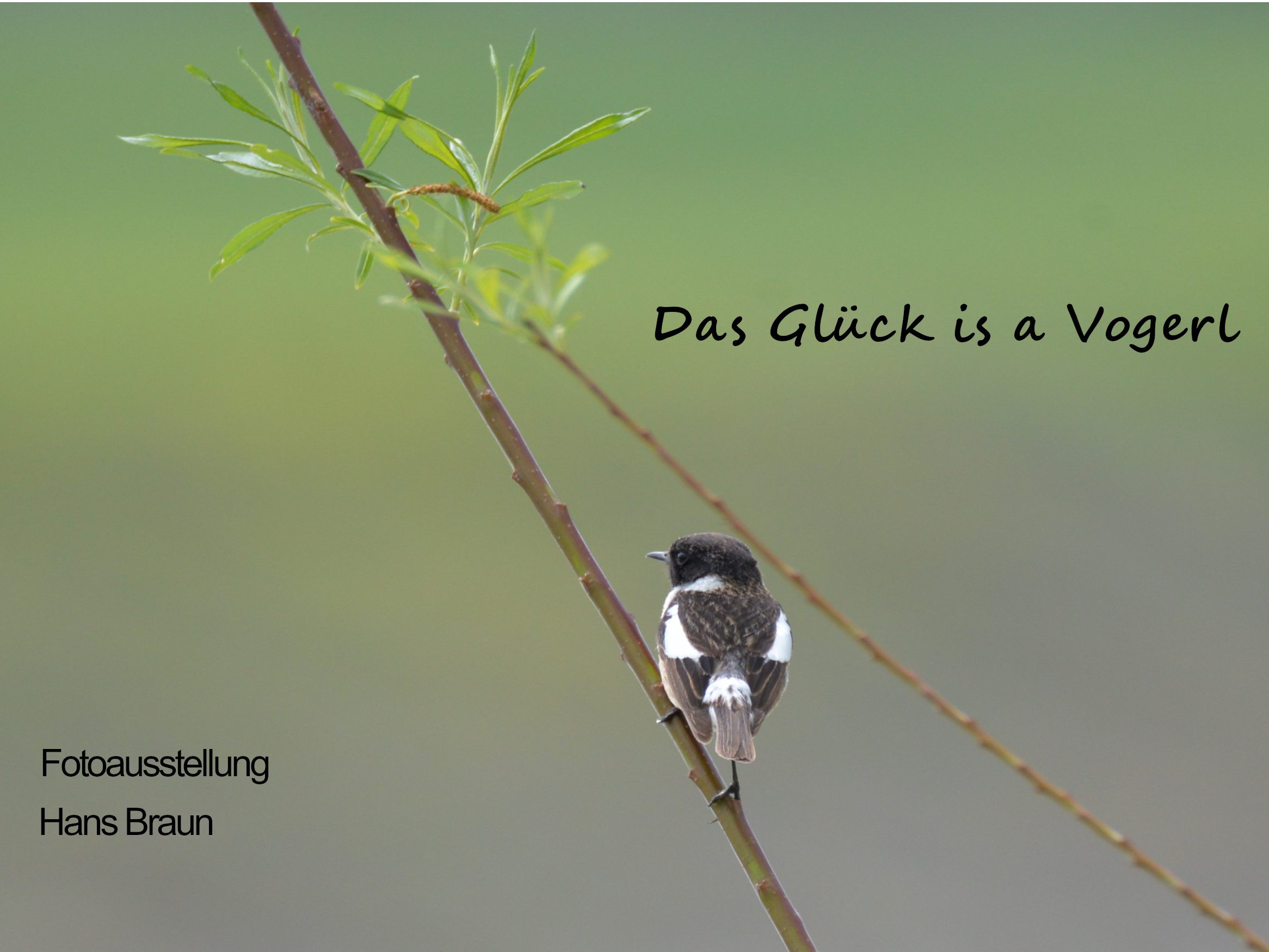Das Glück is a Vogerl. In diesem Fall ein Schwarzkehlchen.