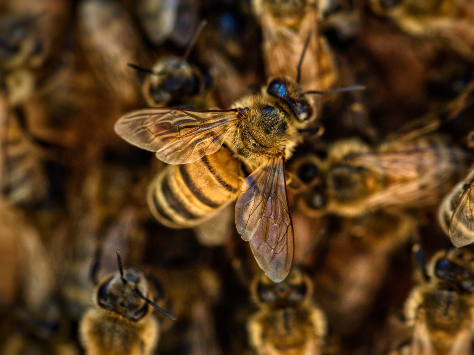 Bienen als Corona-Tester? Das ist offenbar möglich.