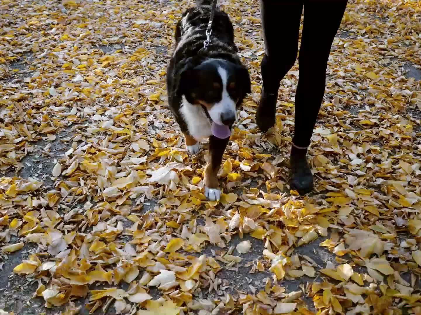 Wenn Hunde mit Kastanien zu spielen beginnen, ist höchste Vorsicht geboten