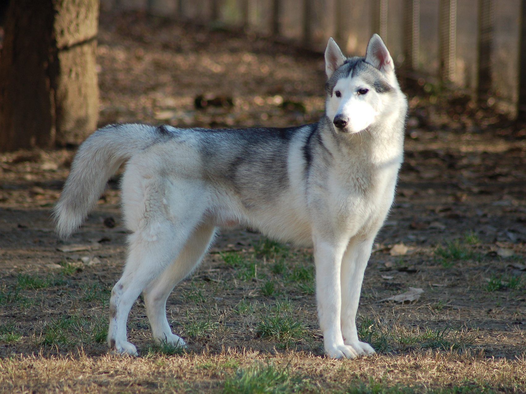 Die Besitzer hatten die Kontrolle über die Huskys verloren. Die Besitzer hatten die Kontrolle über die Huskys verloren.