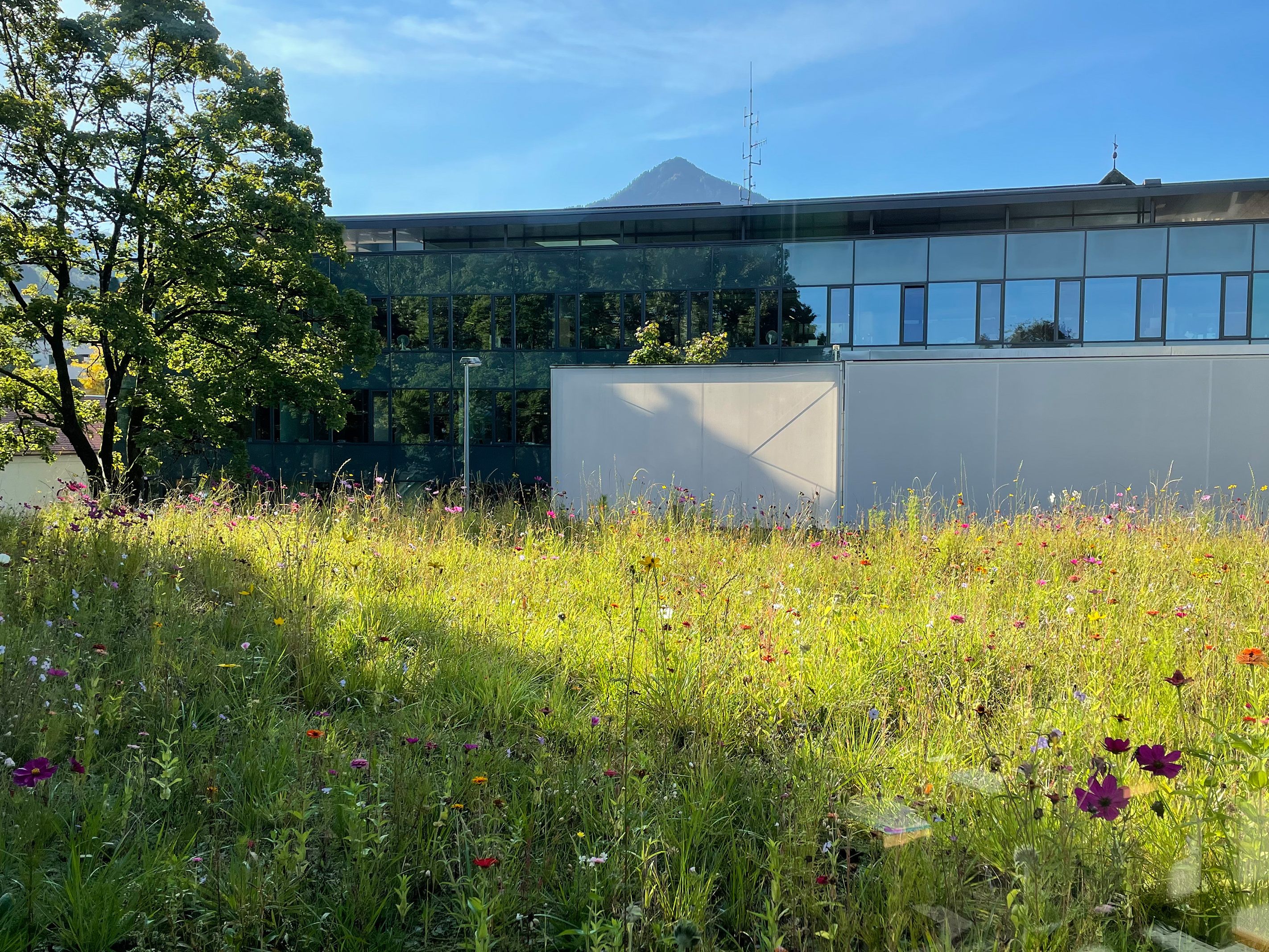 Das Dach des Kulturhauses steht derzeit in voller Blüte. Das Dach des Kulturhauses steht derzeit in voller Blüte.