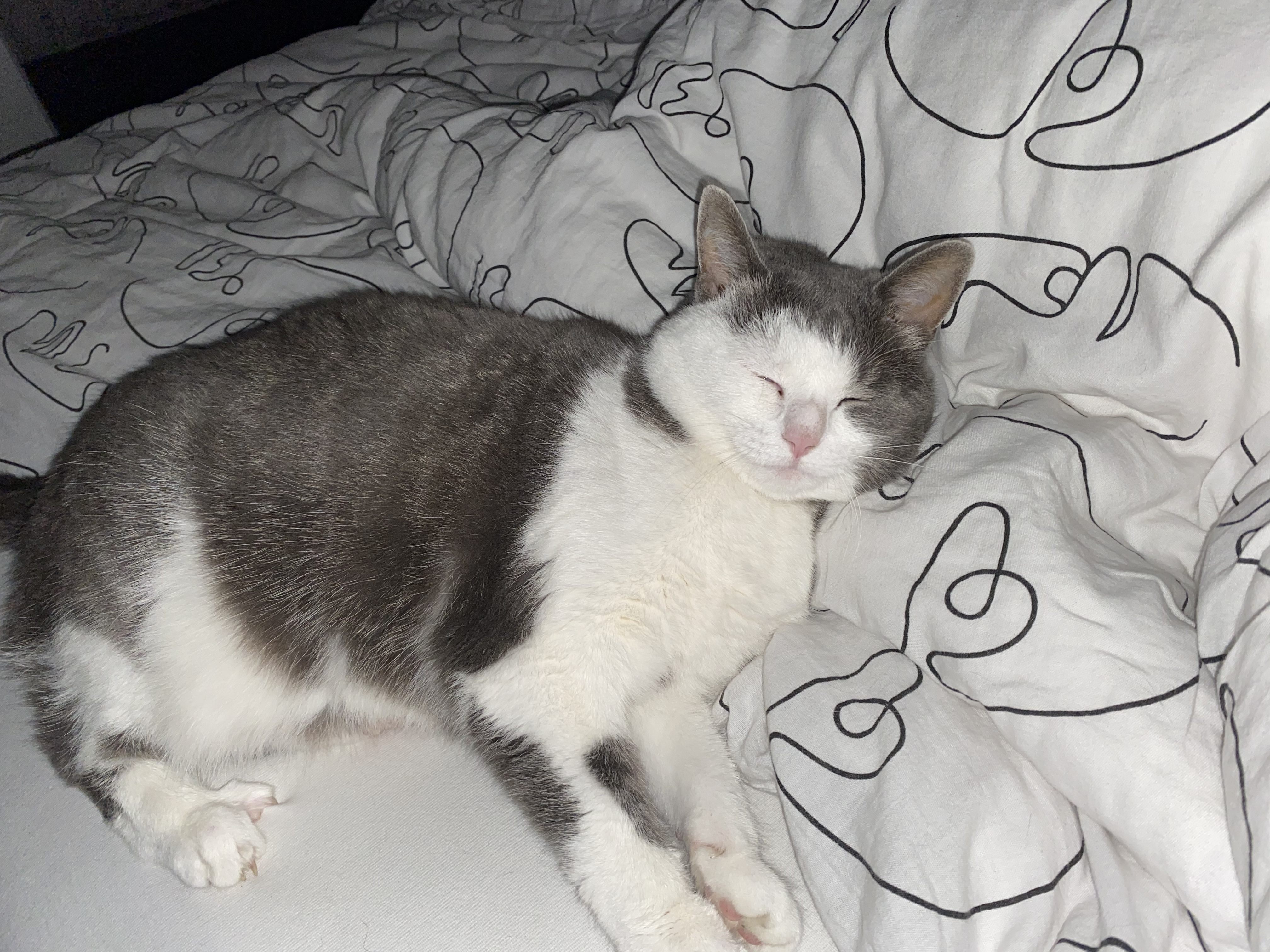Molly (Merkmale sind Rosa Halsband und knick im schanz)