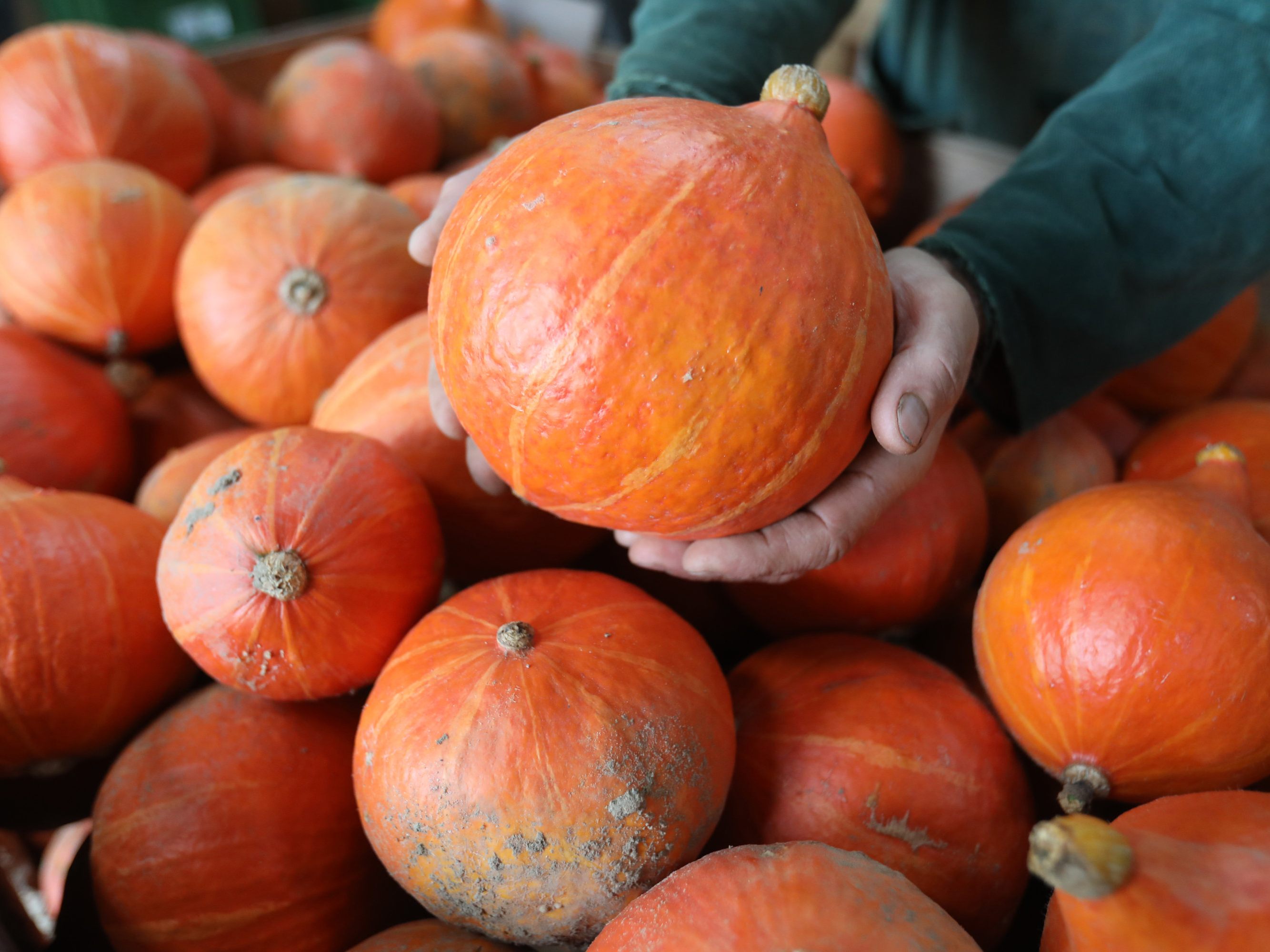 Herbstzeit ist Kürbiszeit