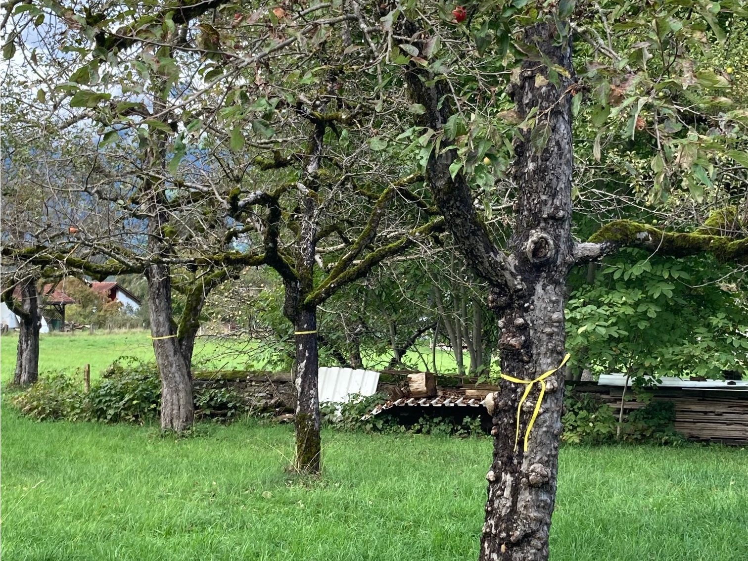 Herbst ist Erntezeit. Wenn man mehr Obst als Bedarf hat, hilft in Nenzing „s´gäle Band“.