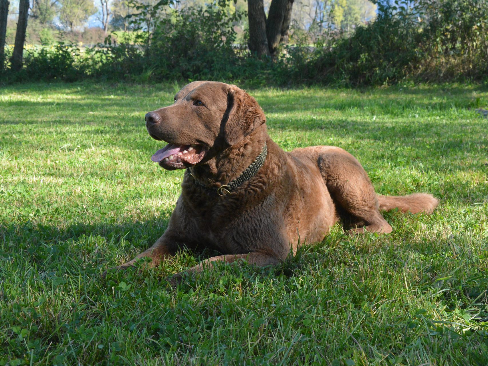Accord, der Chesapeake Bay Retriever, bringt den WM-Titel als schönster Hund nach Lustenau. Accord, der Chesapeake Bay Retriever, bringt den WM-Titel als schönster Hund nach Lustenau.