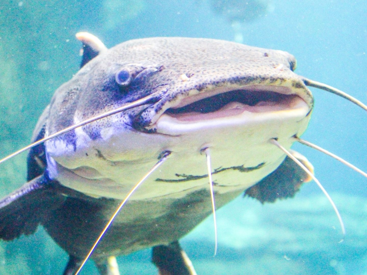 Der Angler ist selbst überrascht von seinem Fang.