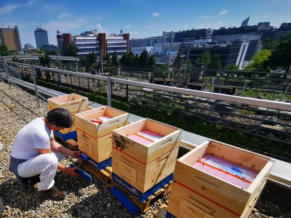 Imker Dantcho Nikolov mit den Honigbienen auf dem Dach von MyPlace in Wien-Döbling. Imker Dantcho Nikolov mit den Honigbienen auf dem Dach von MyPlace in Wien-Döbling.