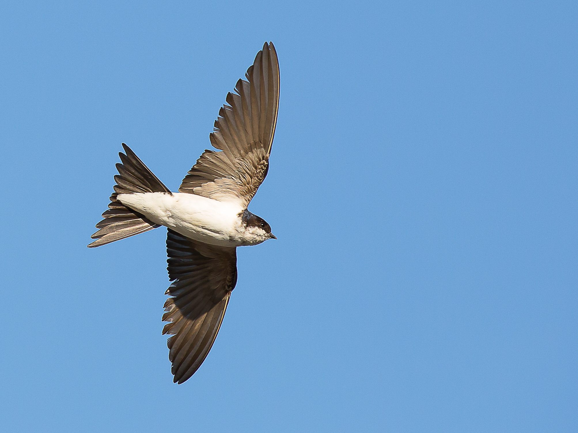 Der Vogel des Jahres 2022: Die Mehlschwalbe im Flug