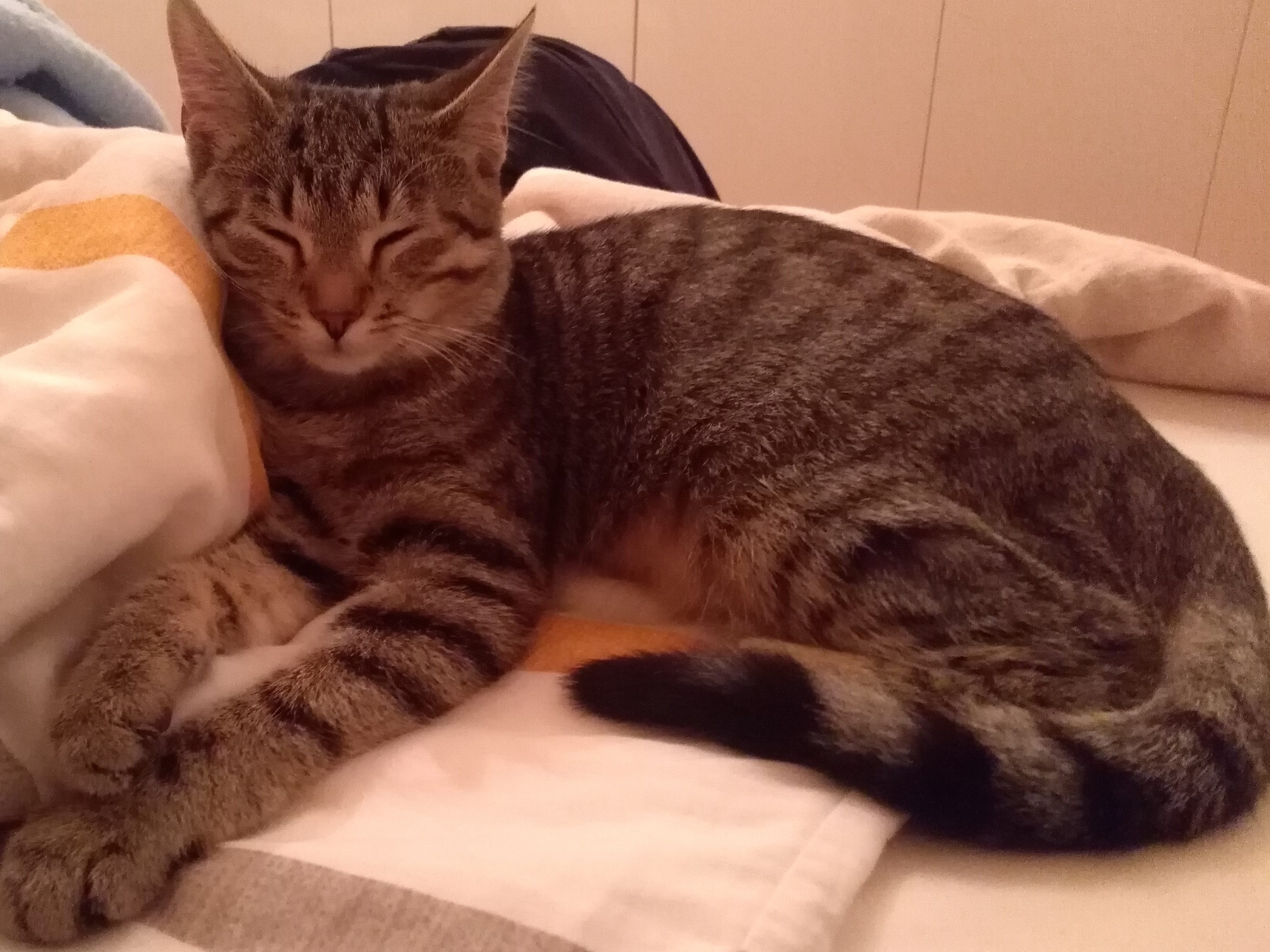 Momo wird vermisst