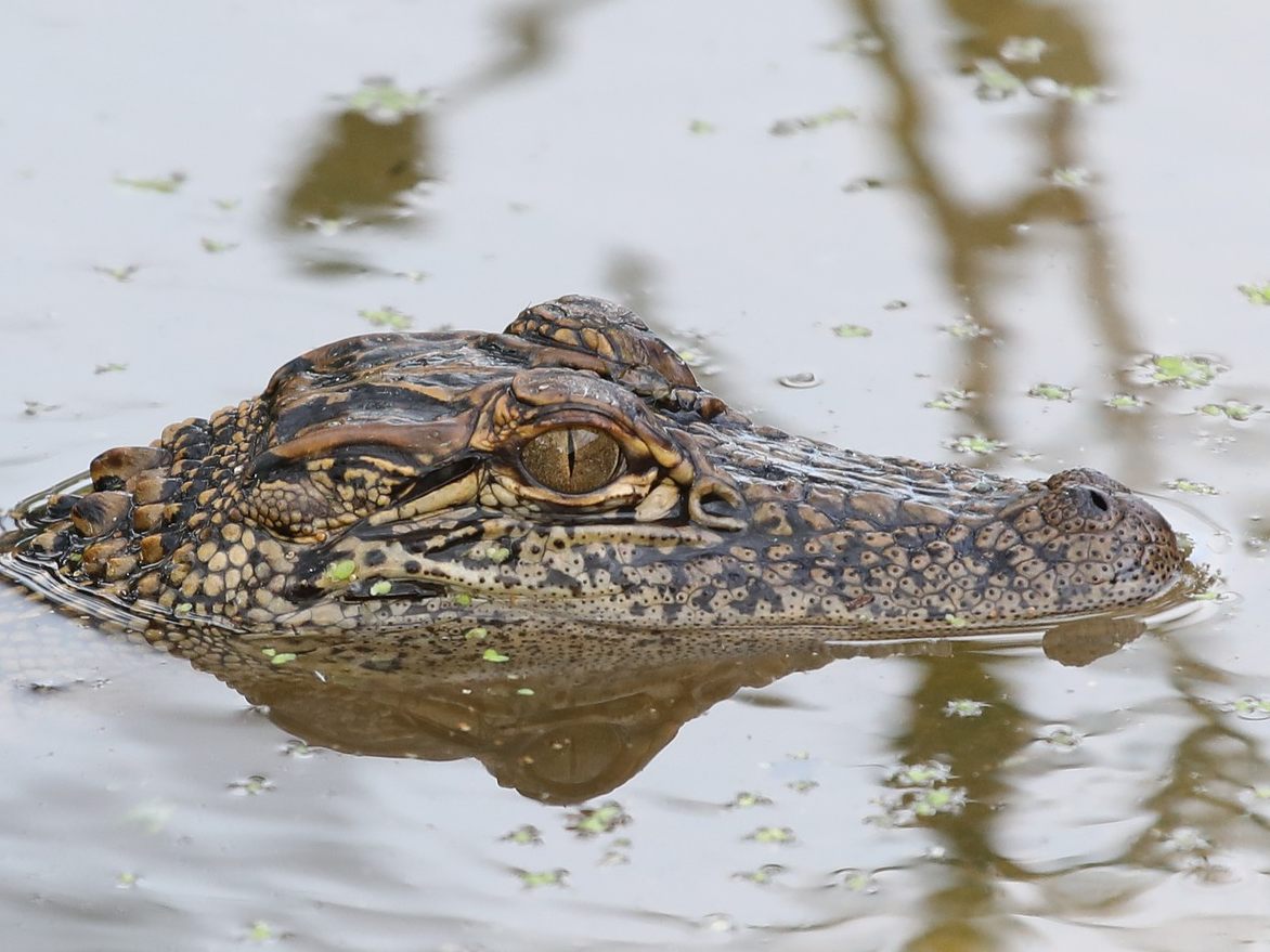 Symbolbild Alligator