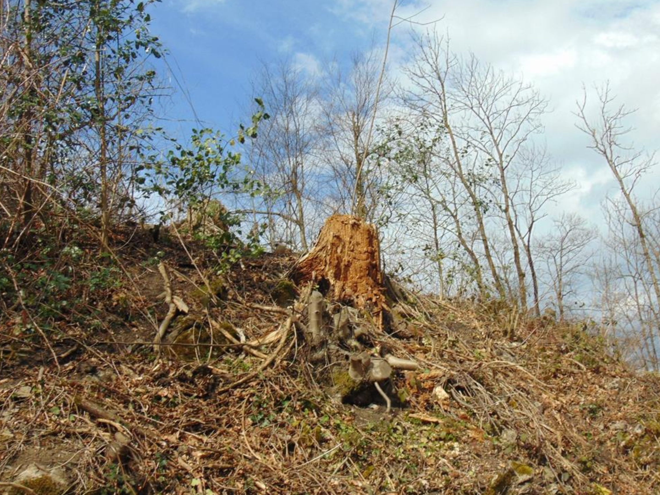 Im Altacher Wald in Götzis müssen in den kommenden Wochen zahlreiche kranke Eschen gefällt werden
