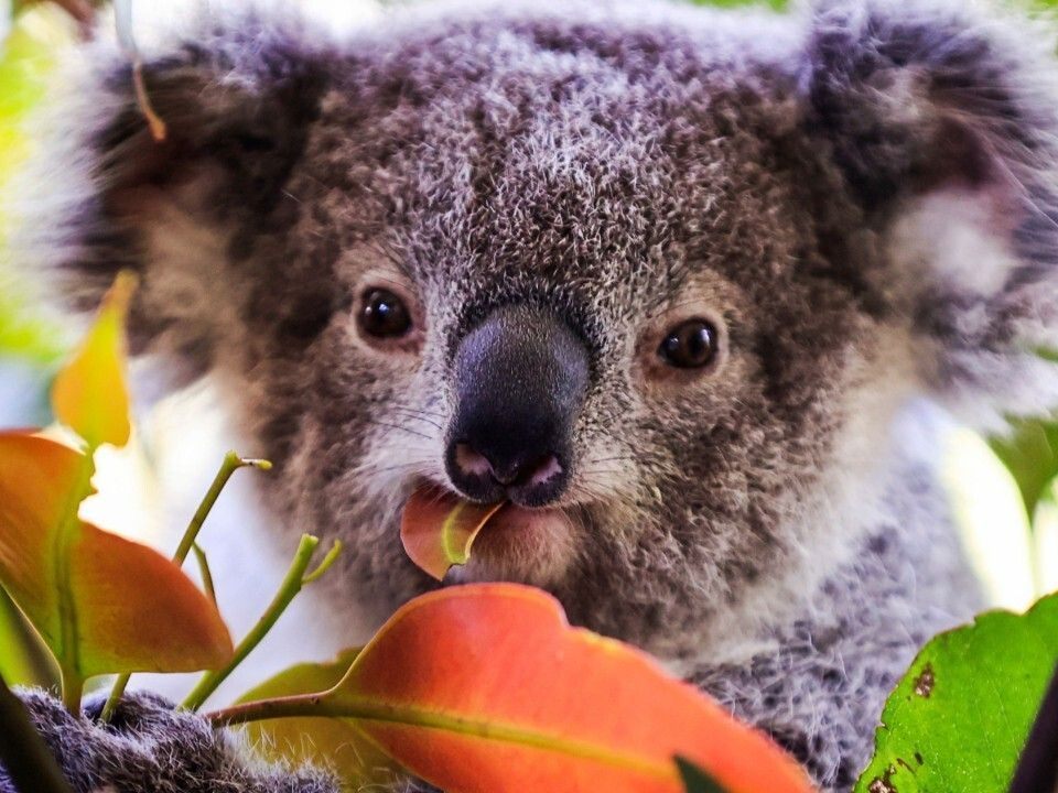 Die Koala-Population ist schon jetzt sehr gering.