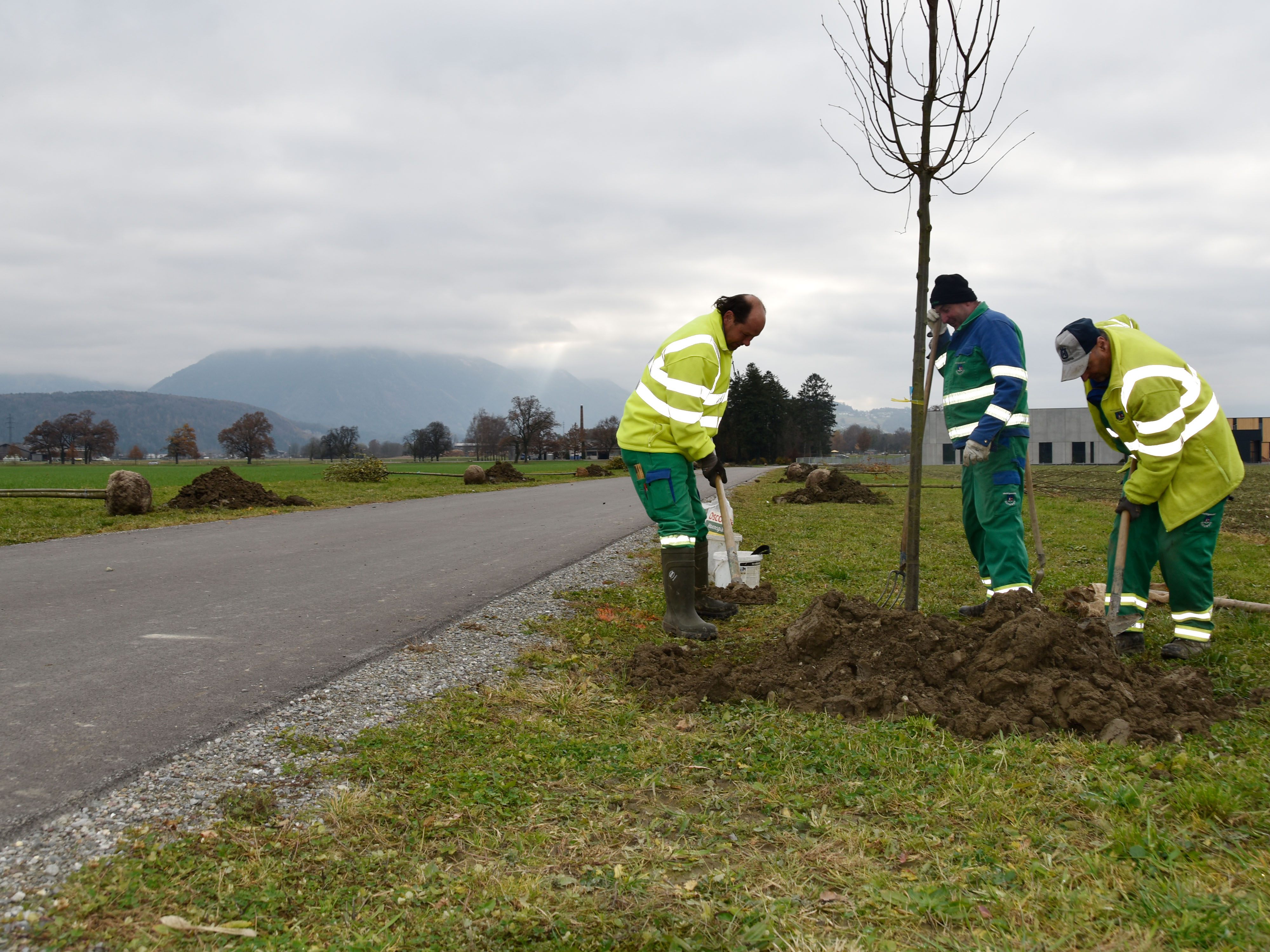 Baumpflanzung am Radweg Madlüns in Brederis Baumpflanzung am Radweg Madlüns in Brederis