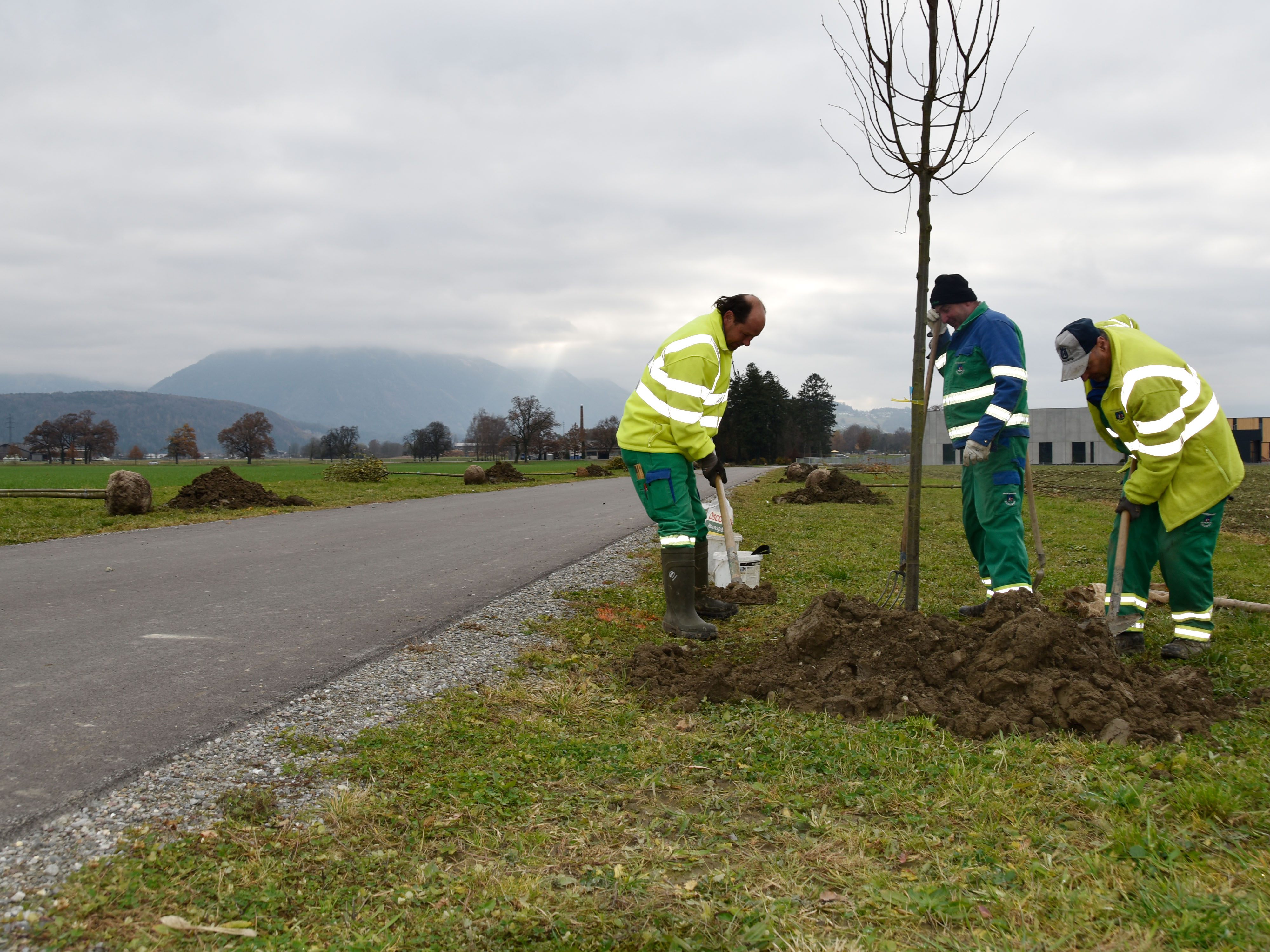 Baumpflanzung am Radweg Madlüns in Brederis