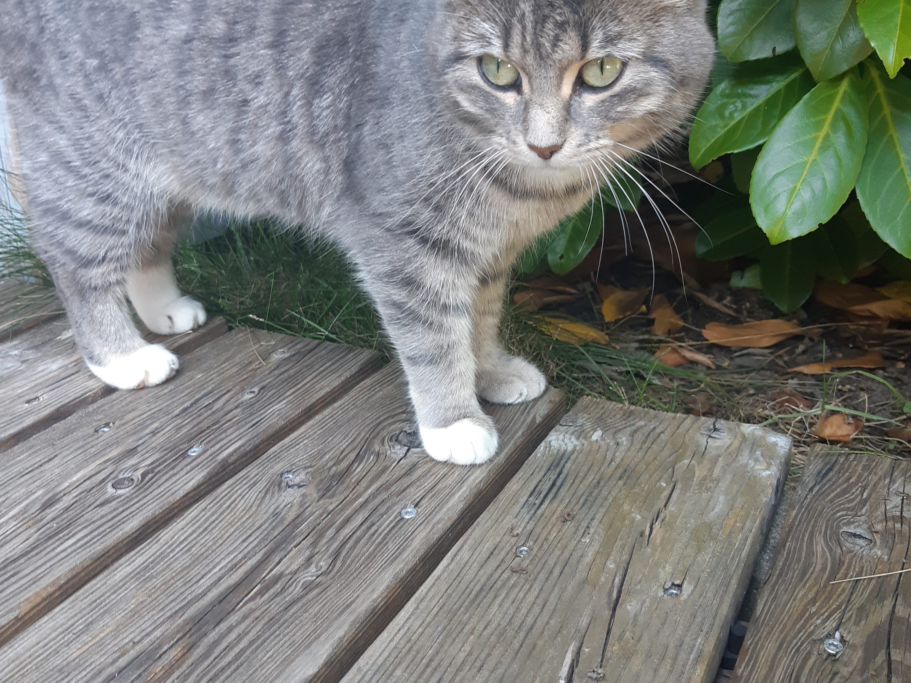 Katze in Nenzing