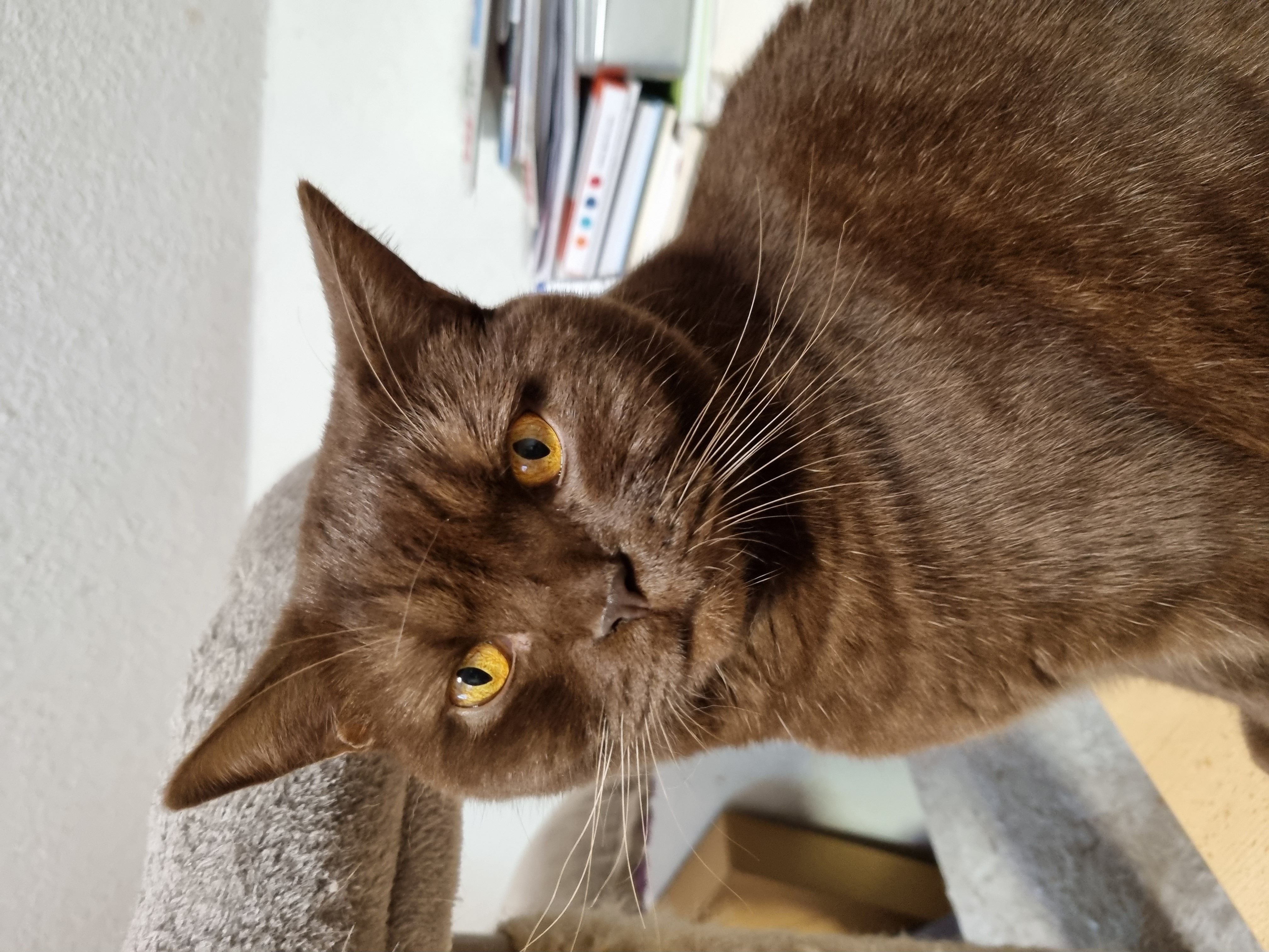 Unser Kater Teddy!