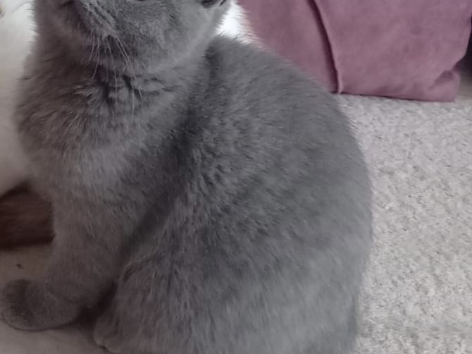 Katze Boncuk