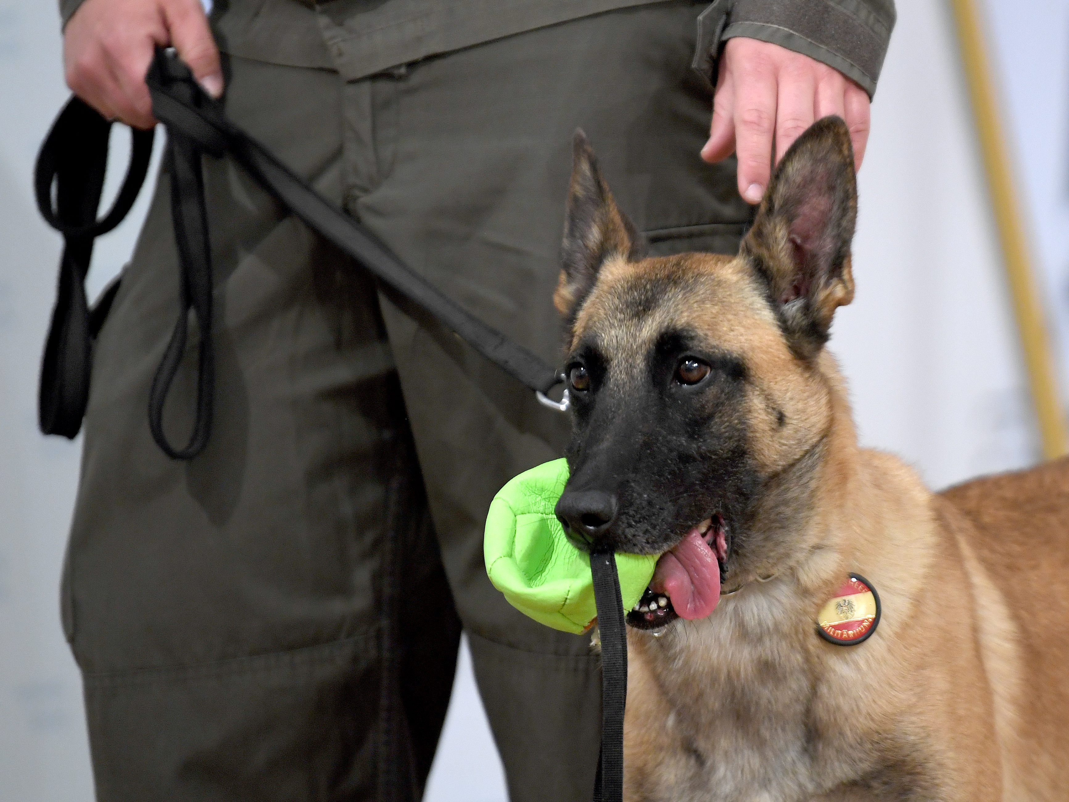 Das Bundesheer zog eine erfolgreiche Bilanz zur Corona-Spürhundeausbildung.