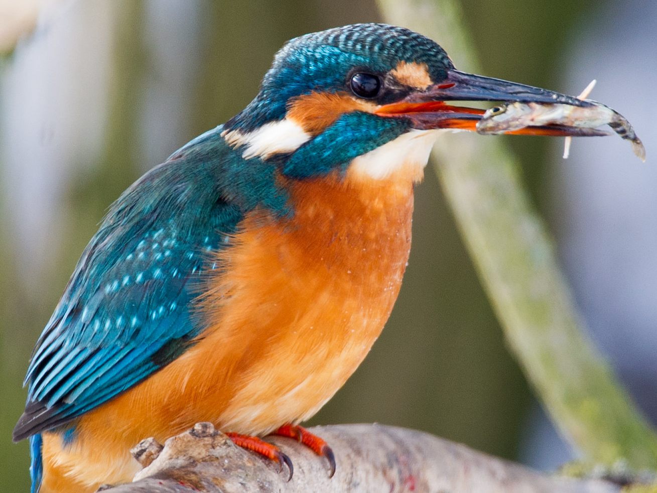 Ein Eisvogel mit einem Stichling im Schnabel.