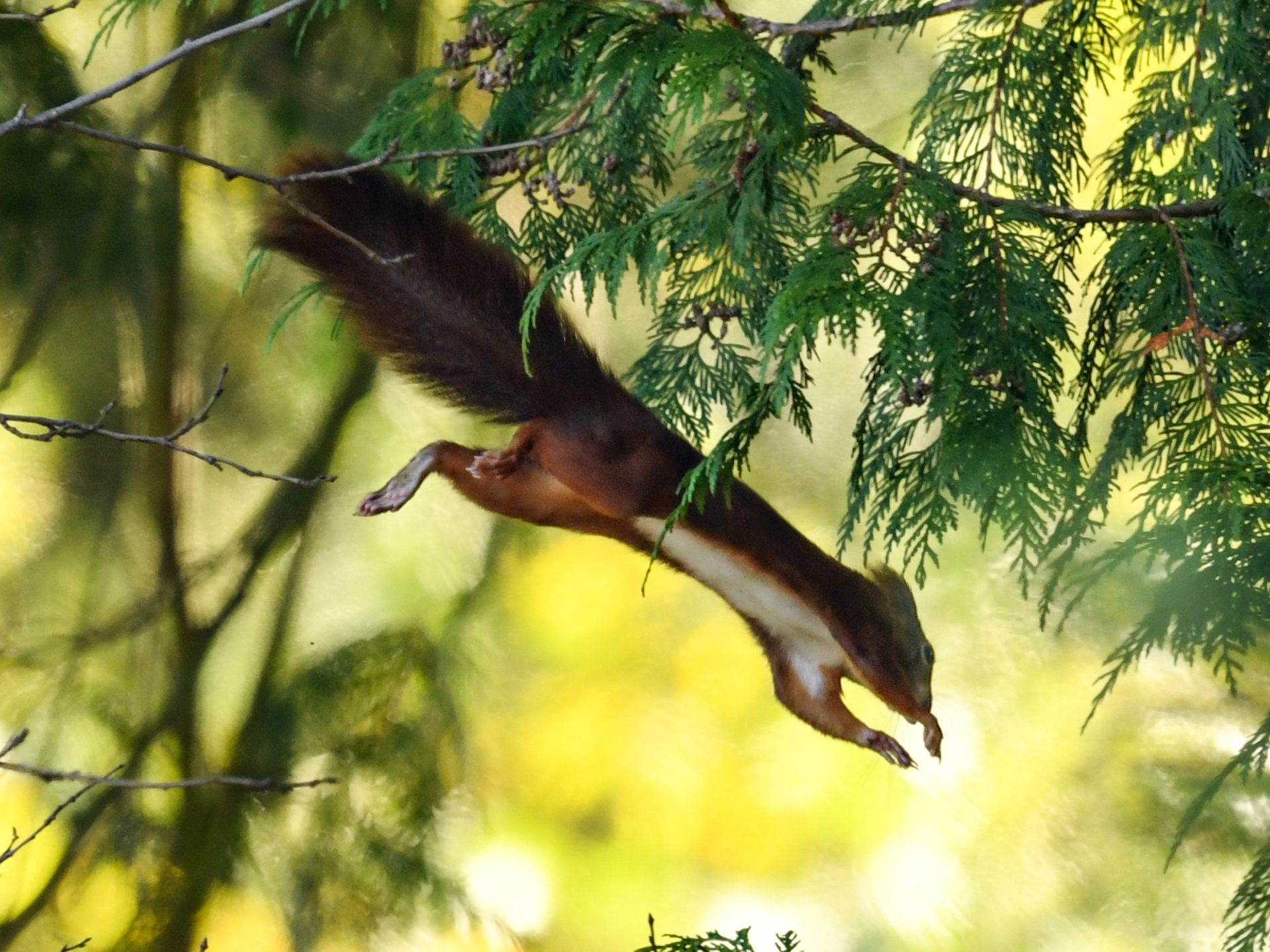 Symbolbild Eichhörnchen