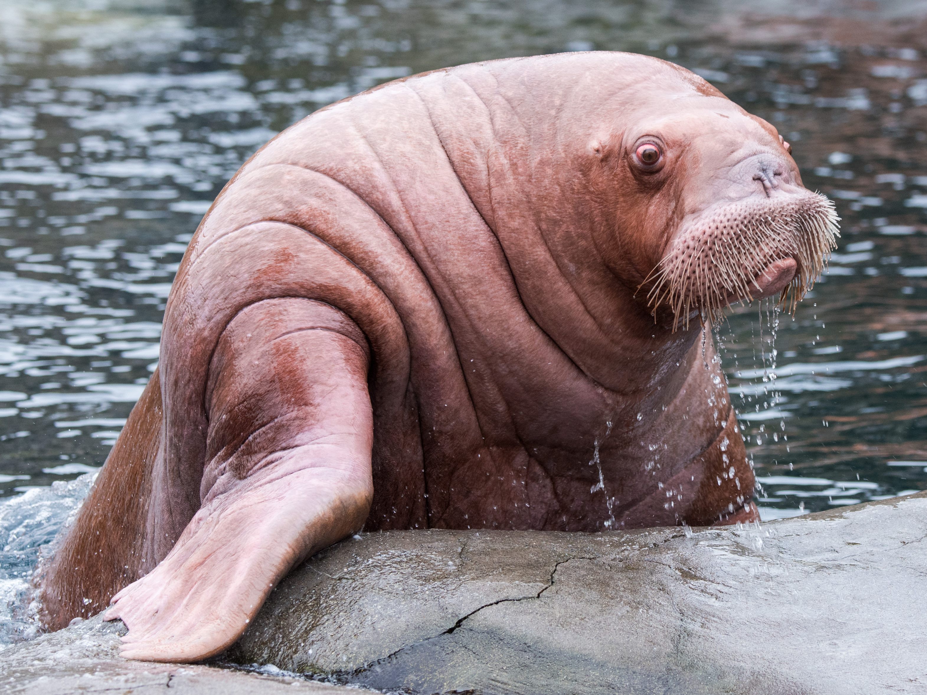 Ein ausgewachsenes Walross kann bis zu 1.000 kg auf die Waage bringen.