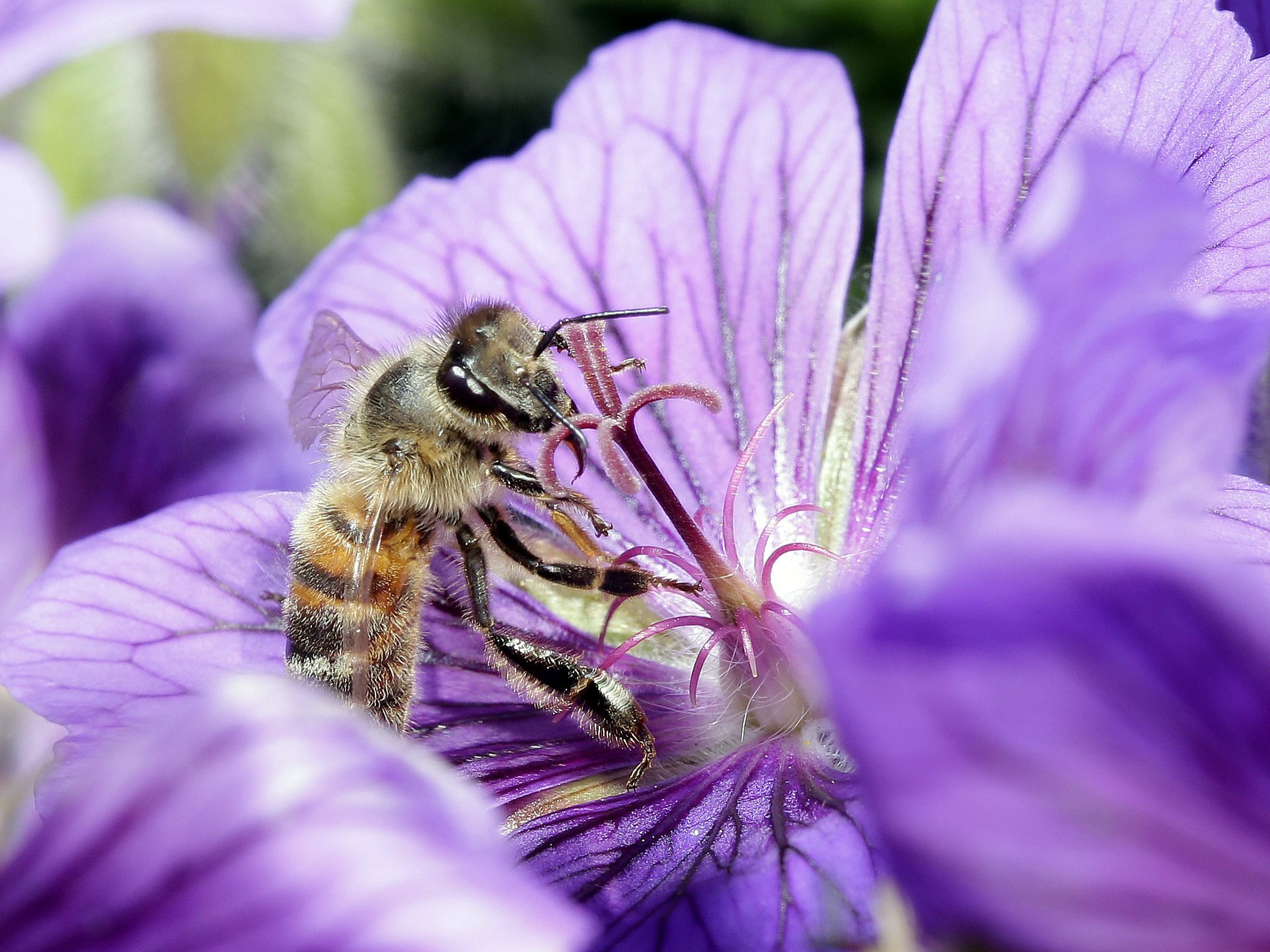 Wiener Wissenschafter fordern mehr Schutz der Biodiversität. Wiener Wissenschafter fordern mehr Schutz der Biodiversität.