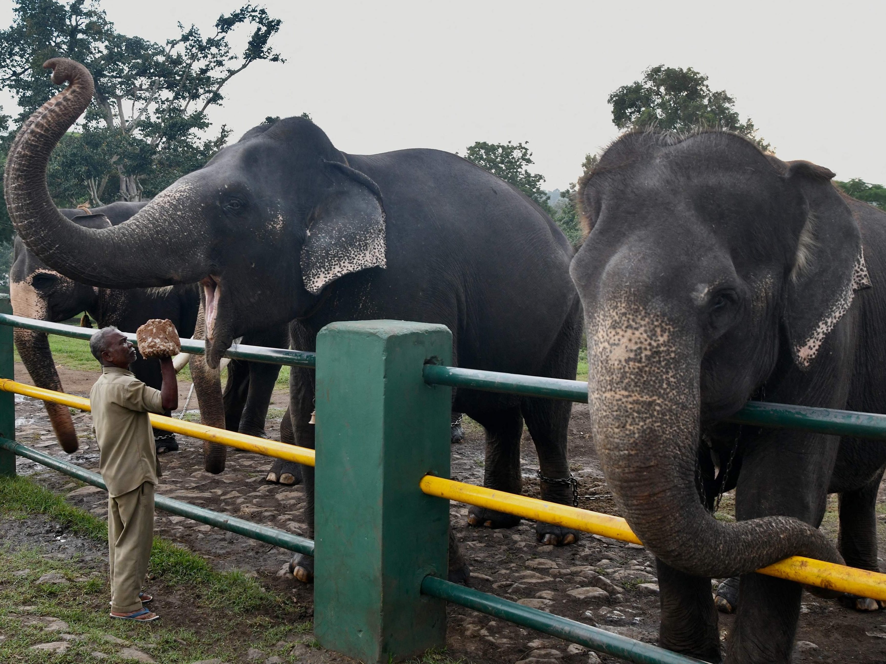 Elefant klettert auf Eisenzaun