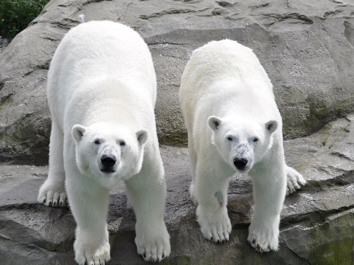 Eisbär Mama Sizzel (links) kümmert sich derzeit um den Nachwuchs.
