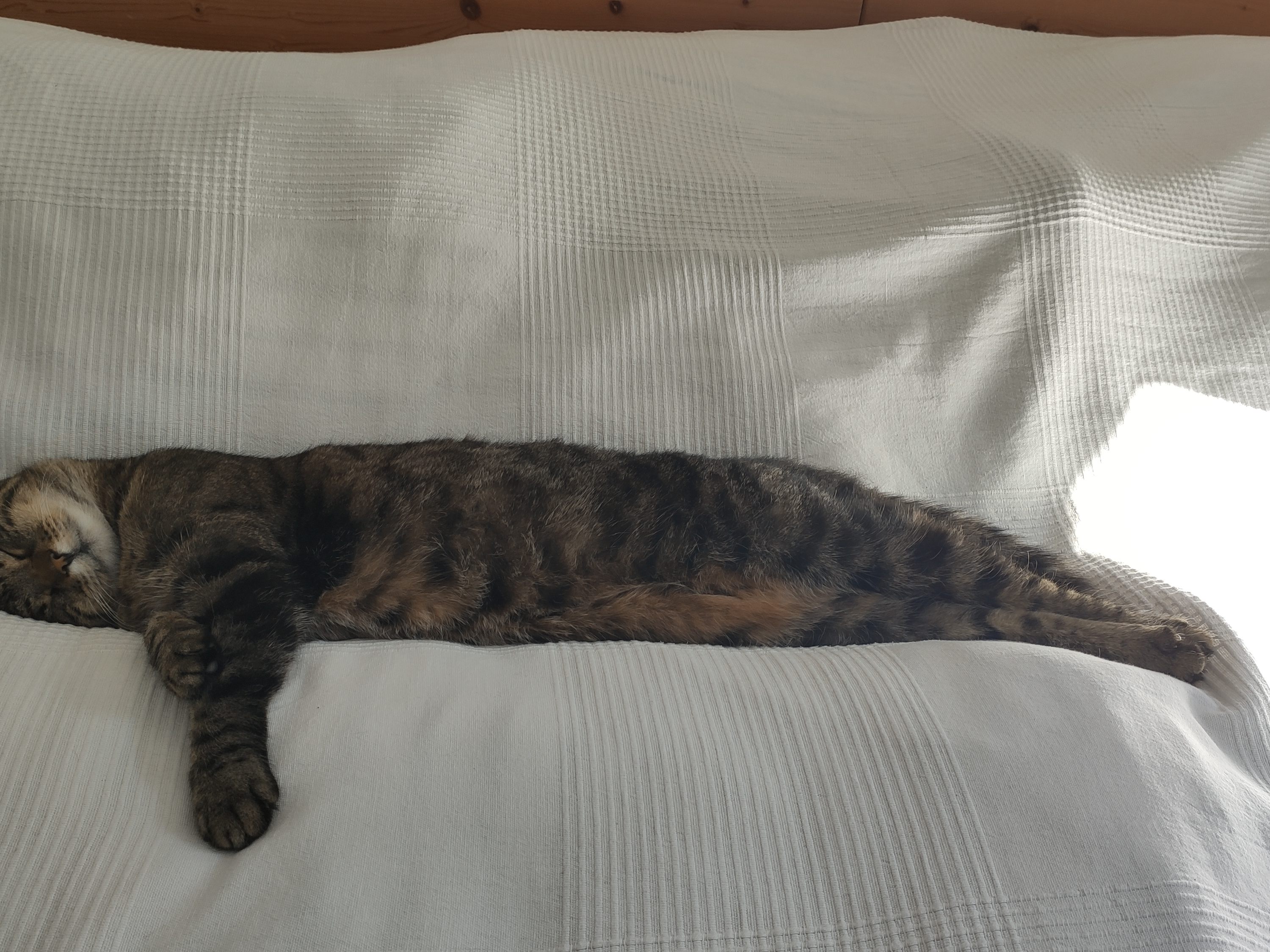 Mia beim Schlafen