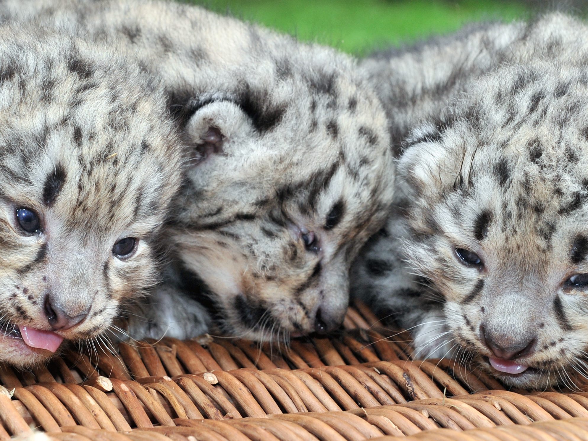 So süß: Diese kleinen Tiere halten ihre Tierpfleger richtig auf Trab.