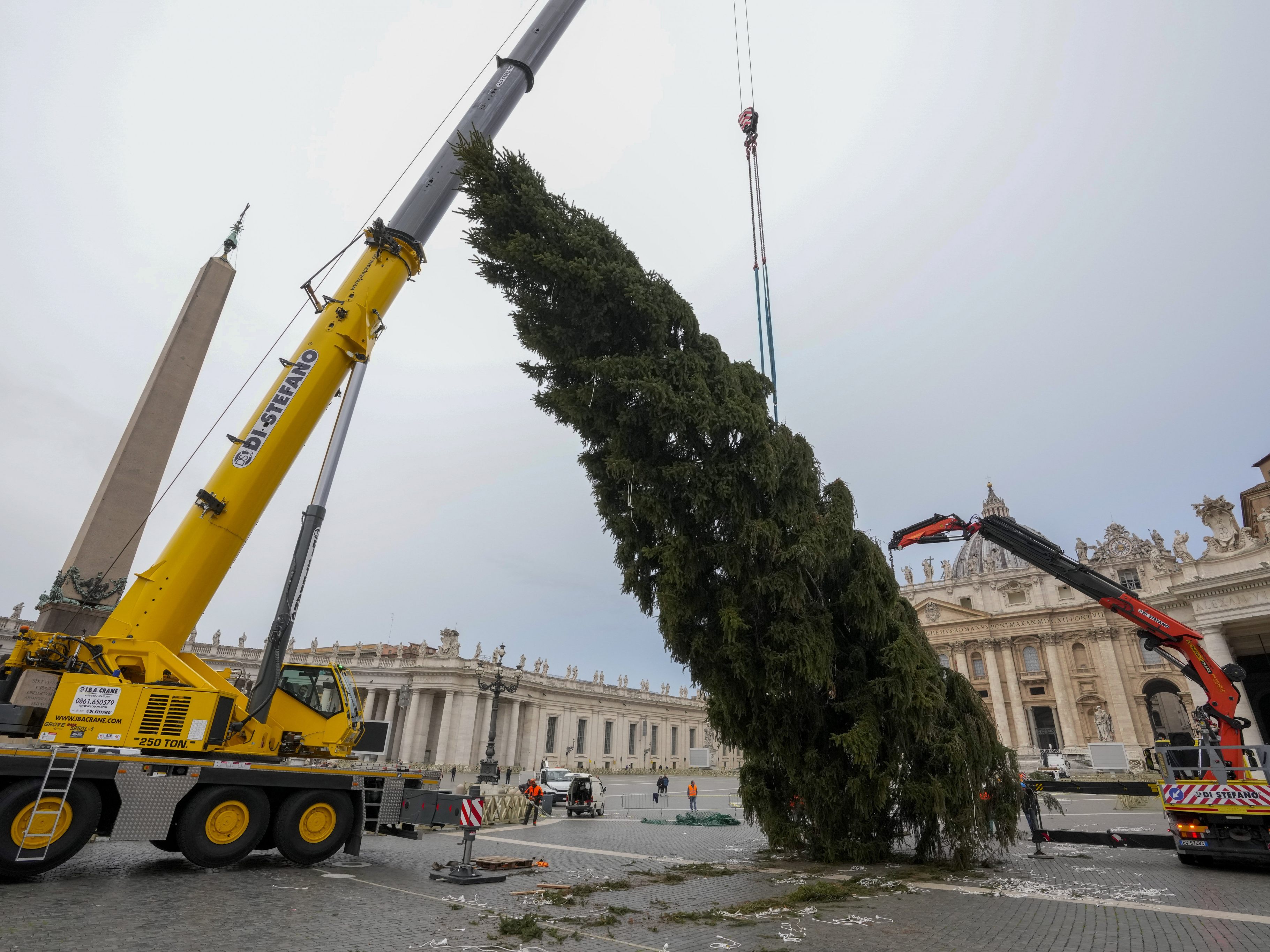 Der Christbaum am Petersplatz wurde aufgestellt.