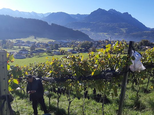 Weinbau hat im Walgau eine lange Tradition Weinbau hat im Walgau eine lange Tradition