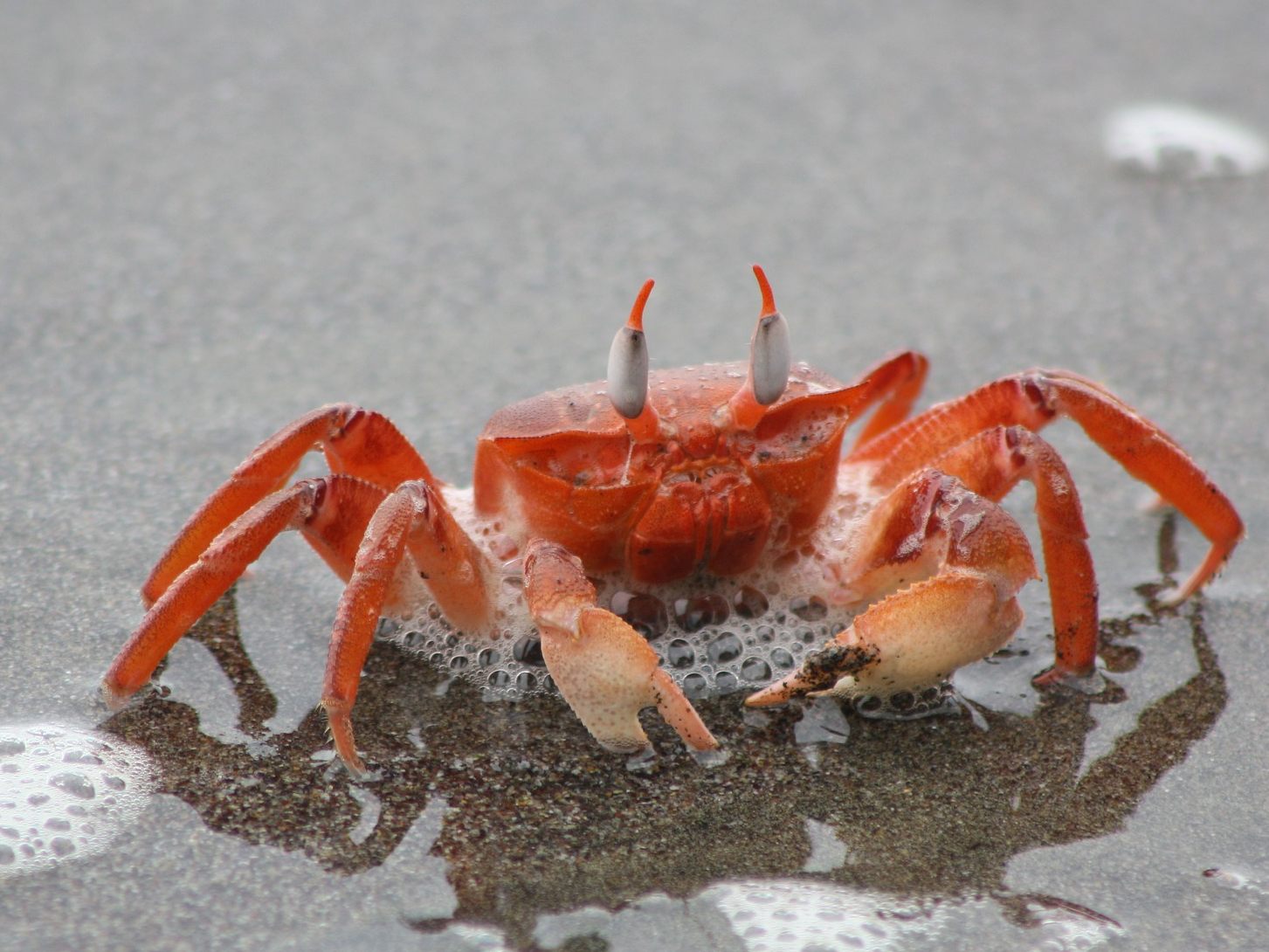 Eine Krabbe am Strand.