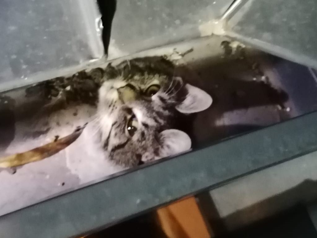 Die Freiwillige Feuerwehr Wiener Neustadt rettete diese Katze aus einer Dachrinne. Die Freiwillige Feuerwehr Wiener Neustadt rettete diese Katze aus einer Dachrinne.