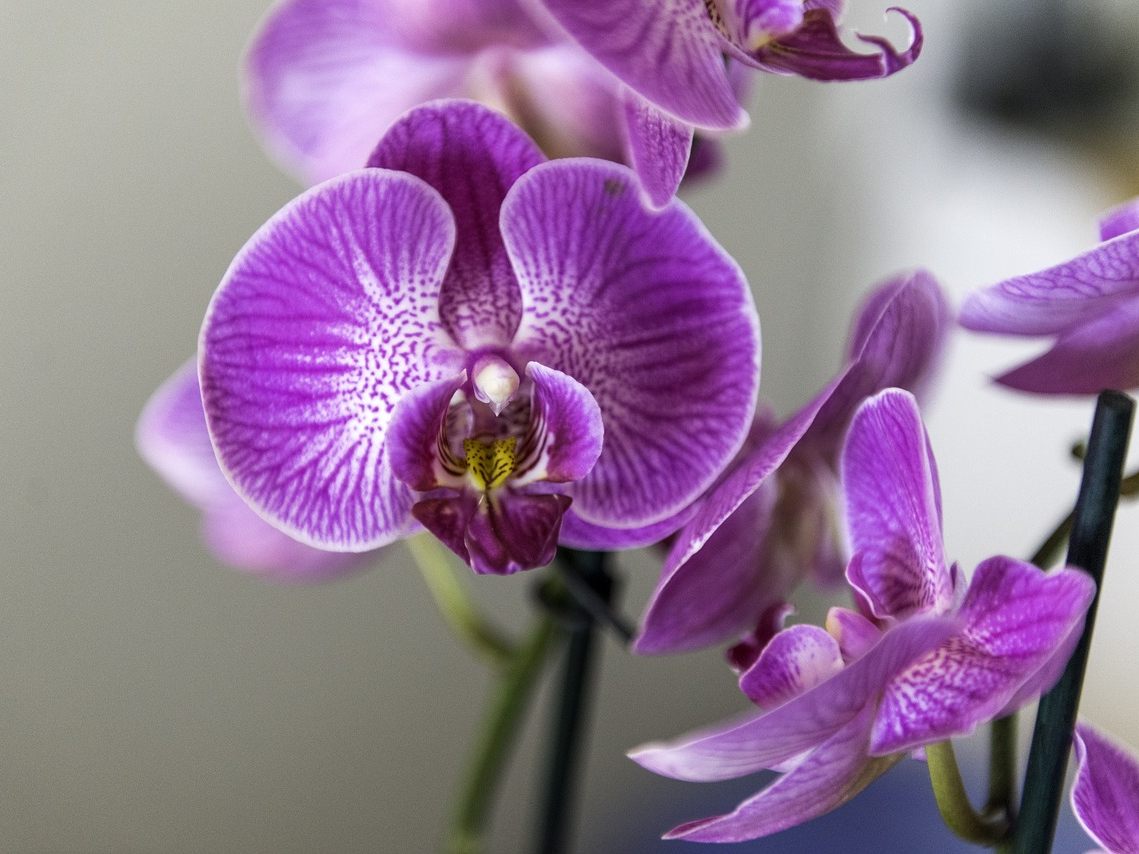 Der 16-Jährige stahl eine Orchidee aus einem Blumengeschäft in Wien. Der 16-Jährige stahl eine Orchidee aus einem Blumengeschäft in Wien.