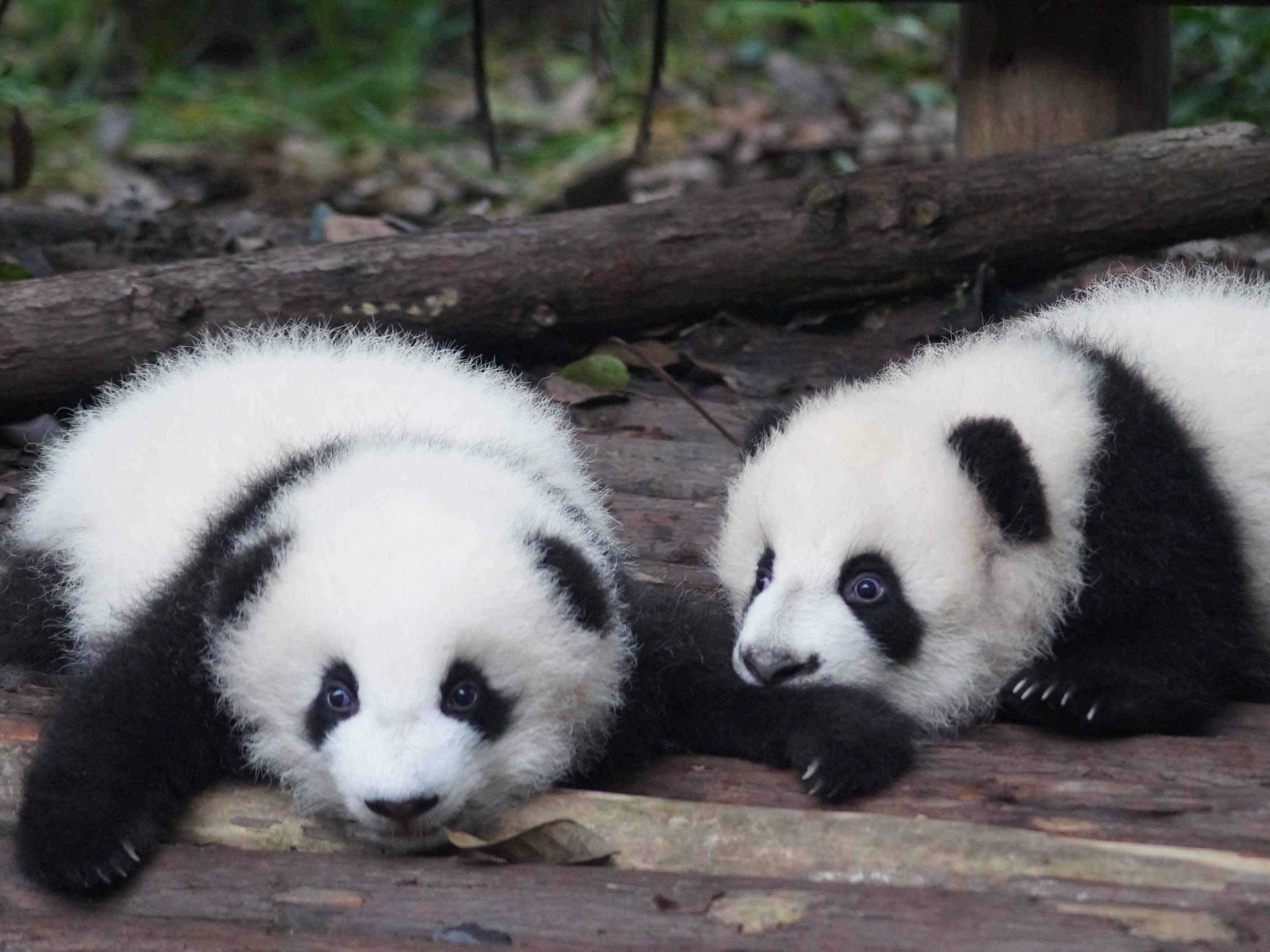 Panda's kommen winzig klein, nackt und blind zur Welt.