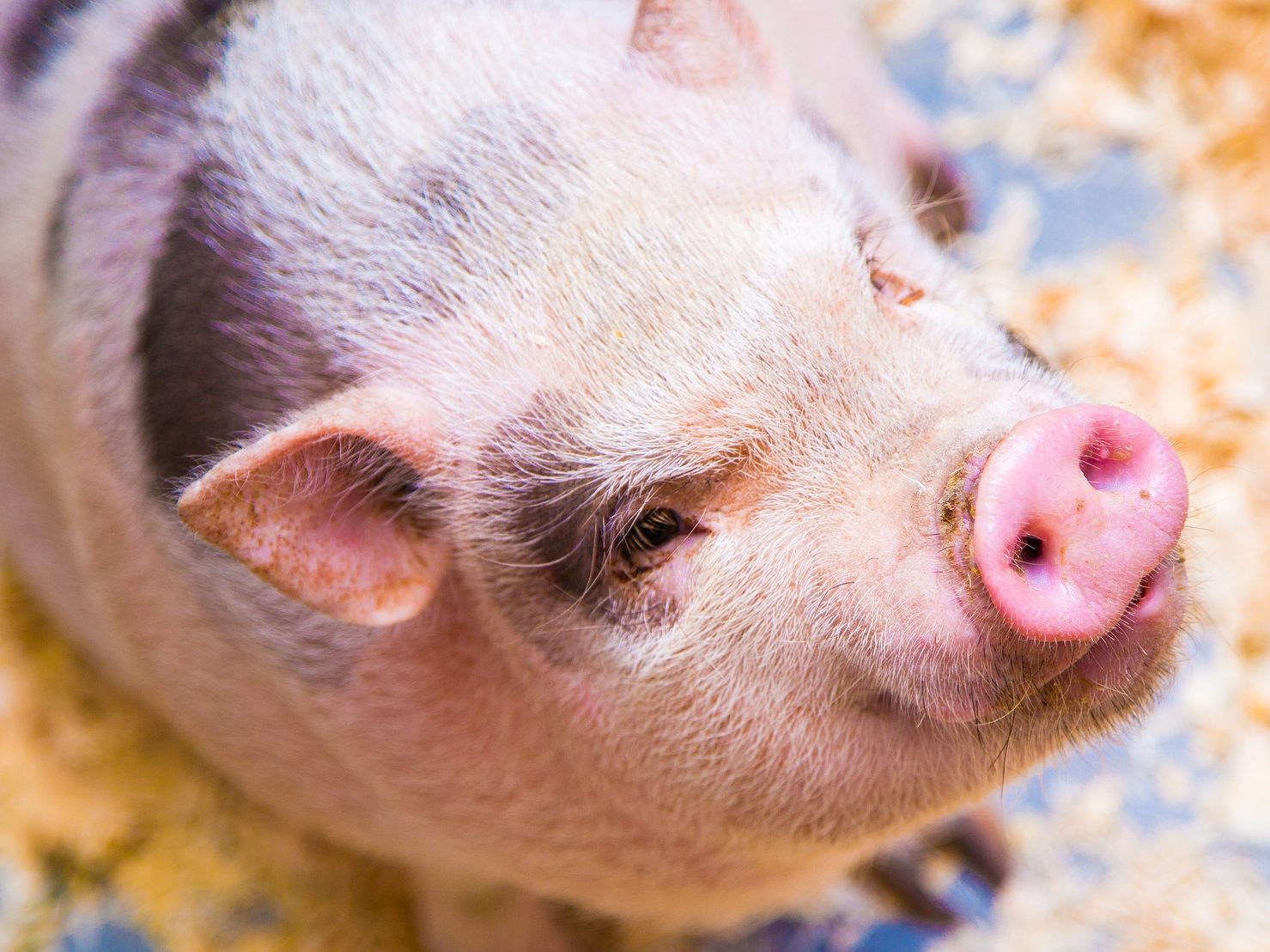Symbolbild eines Schweins.